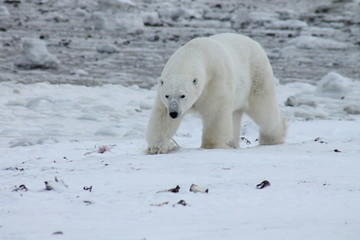 Polar Bear