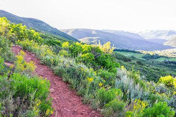 Fototapeta na wymiar Morning on steep Sunnyside Trail in Aspen, Colorado in Woody Creek neighborhood in early 2019 summer with yellow wildflowers