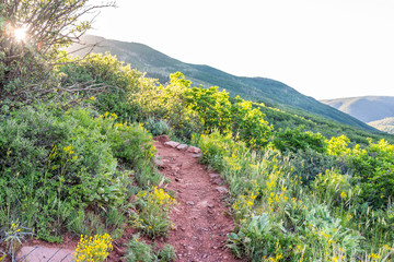 Morning sunlight sunburst on steep Sunnyside Trail in Aspen, Colorado in Woody Creek neighborhood in early 2019 summer with yellow wildflowers