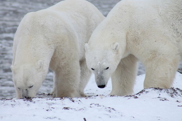 two polar bears playing