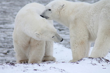 Obraz na płótnie Canvas two polar bears playing