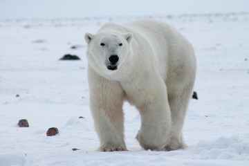 Fototapeta na wymiar Polar Bear