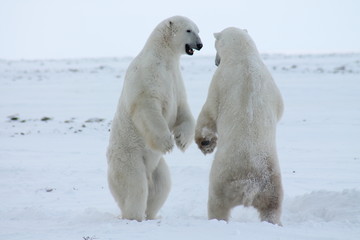 two polar bears playing