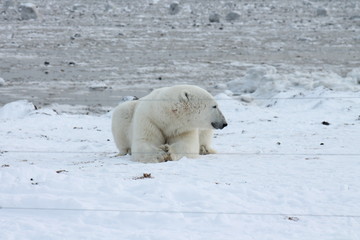 Polar Bear