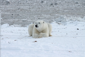polar bear sitting