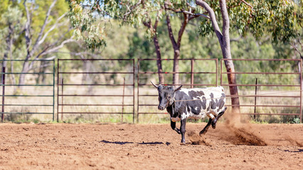 Australian Team Calf Roping At Country Rodeo