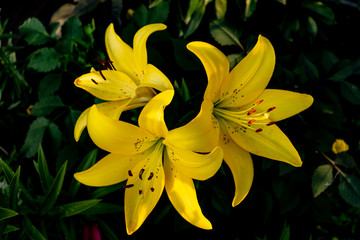 Obraz premium flower yellow Lily plants closeup