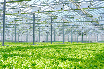 Agricultural Vegetable Field with Green Lettuce. Growing Vitamins Salad Leaves Plant Harvest Produce on Farmland. Natural Organic Healthy Food on Countryside Farm Plantation Horticulture