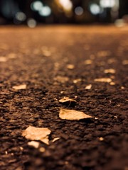 Leaves on the ground