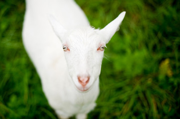 white young goat close-up on a background of blurred green meadow