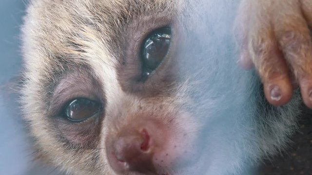 Close Zoom Out of Sleepy Slow Loris in a Cage