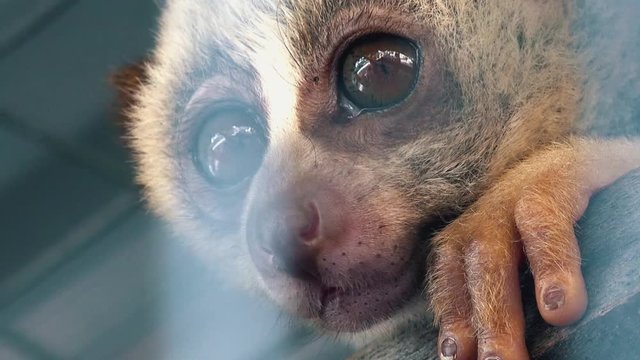 Close Zoom Out of a Slow Loris in Captivity