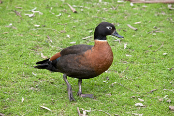 this is a side view of an Australian Shelduck