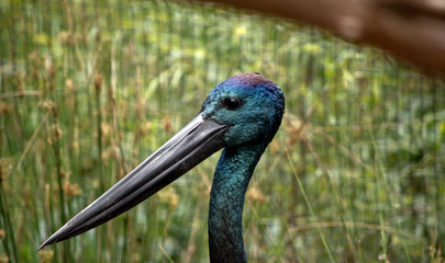 a sideview of a blacked beck stork