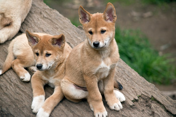the two dingo puppies are on a log