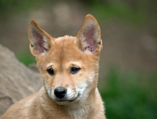 this is a close up of a dingo puppy