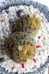 Fototapeta premium green cactus in nature garden