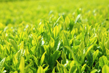 Young fresh green tea leaves