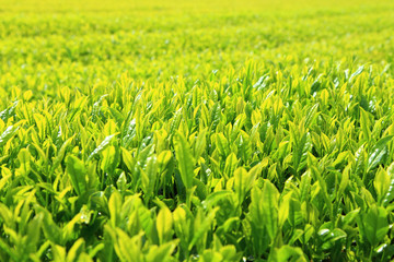 Fototapeta na wymiar Young fresh green tea leaves
