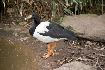 Fototapeta premium this is a side view of a magpie goose