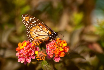 Danaus plexippus, lepidóptero ditrisio, Nymphalidae, América del Norte, Animalia, Arthropoda, Lepidoptera, Danainae, Danaini, Danaina, Danaus, D. plexippus, butterfly, flower, insect, nature, monarch,