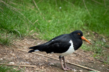 this is a side view of an oyster catcher