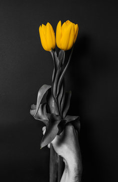 Fototapeta three yellow tulips in hand black and white photo