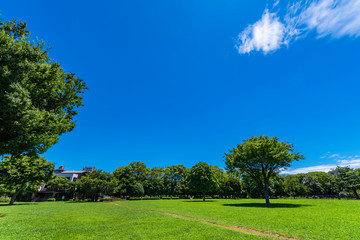 木場公園の芝生広場