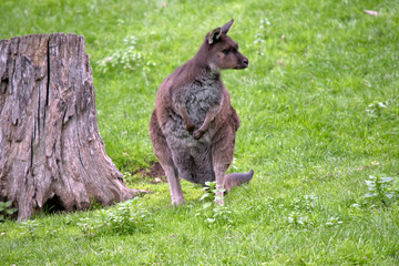the western grey kangaroo is resting