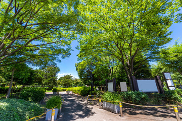 緑鮮やかな初夏の木場公園の風景