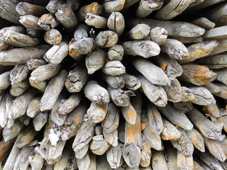 Close up of a woodpile