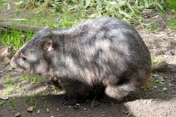 this is a side view of a wombat