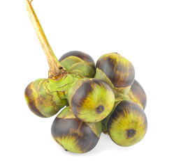 Asian Palmyra palm, fruit on white background.