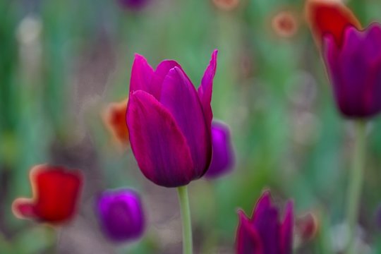 Closeup of vibrant colorful tulips