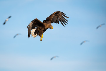 Adult white-tailed eagle, haliaeetus albicilla, flying against blue skies at sunset looking down....