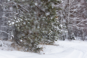 Winter landscape in the forest