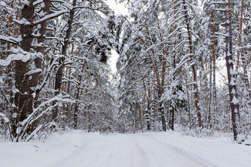Winter pine forest without people