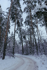 Winter pine forest without people