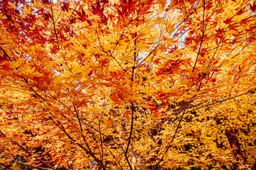 Beautiful vibrant colourful maple leaves in autumn - Yamagata, Japan