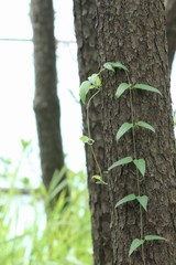 Obraz premium 木に巻き付く葉