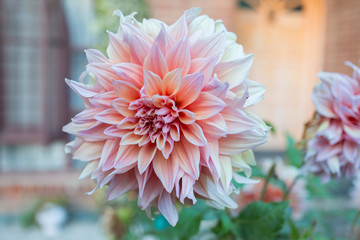 A Dahlia growing in a garden on a late afternoon