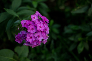 A purple Garden Phlox flower with a dark background