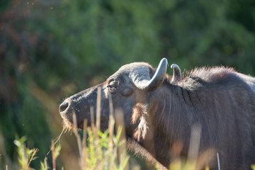 Buffalo breeding herd with large males