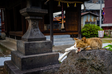  Yawning cat in Japanese shrine.