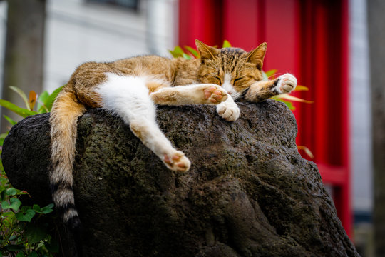 Sleeping cat in Japanese shrine.