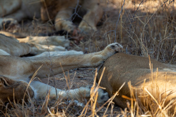 Pride of lions laying in the shade on a winters afternoon