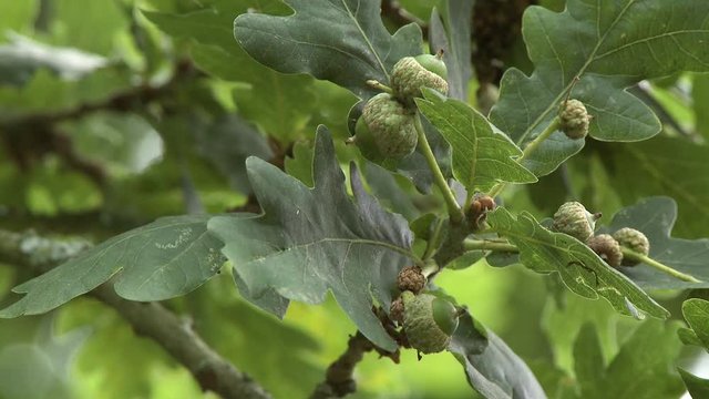 Steady, low angle, close up shot of acorns on an oak tree.