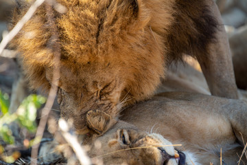 Large dominant male lion in and around his pride 