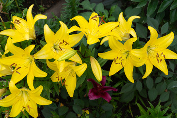 flower yellow Lily plants closeup