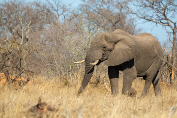 Fototapeta premium Beautiful elephant herds moving about in the bushveld of Southern Africa's Greater Kruger National park